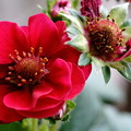 真っ赤な苺の花（1）