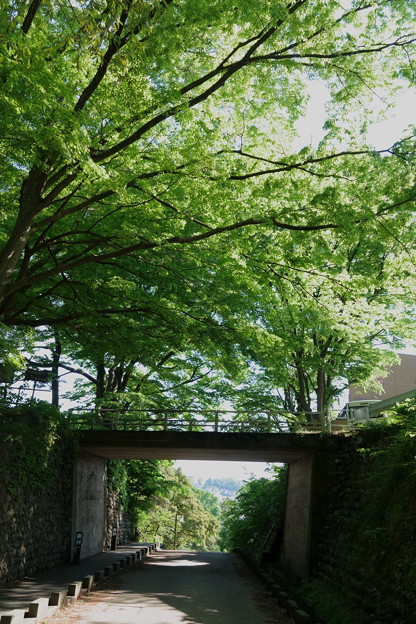 卯辰山　新緑のトンネル