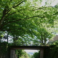 卯辰山　新緑のトンネル