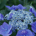 紫陽花　ブルー