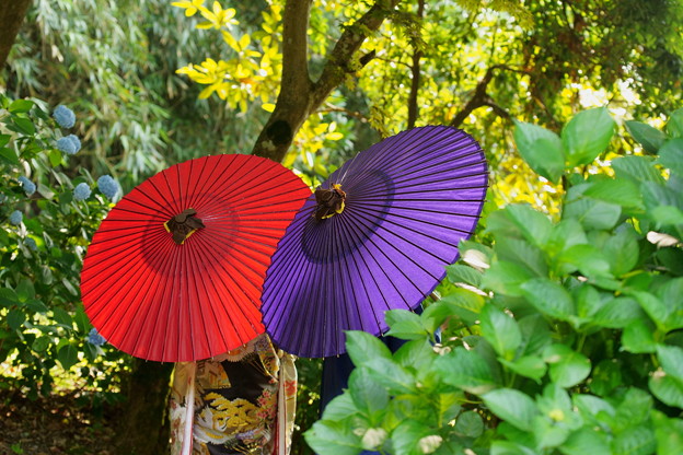 和傘の花