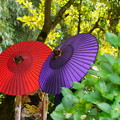 和傘の花