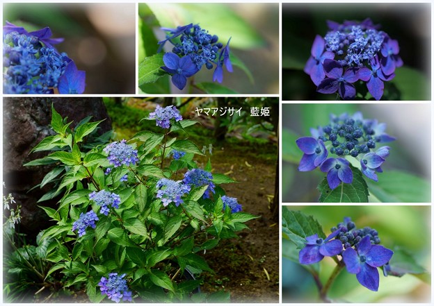 Photos: ヤマアジサイ　藍姫