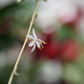 Photos: オリヅルランの花