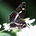 サカハチチョウ（逆八蝶）　夏型