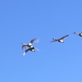 Photos: スローで（1）　コハクチョウの飛翔