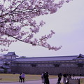金沢城　桜 (2)