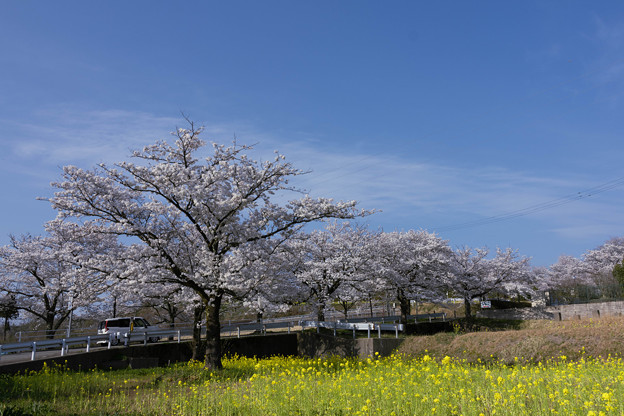 菜の花と満開の桜 (2)