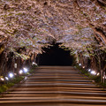 Photos: 桜回廊