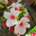 Photos: 葉桜