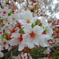葉桜2