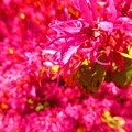 Photos: 赤い花