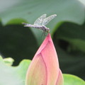 Photos: 蕾に蜻蛉