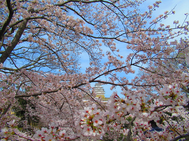 桜に埋もれた姫路城
