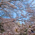 桜に埋もれた姫路城