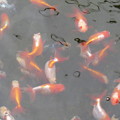 金魚の群れ