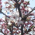 IMG_2282 散りゆく桜