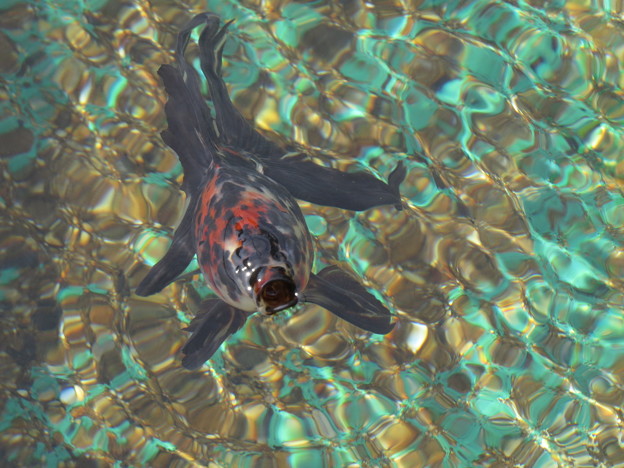 Photos: 金魚