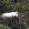 笹藪の中で巣を温めるダイサギ