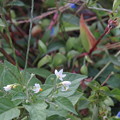 小さな小さな白い花