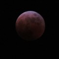Photos: 赤く染まった月
