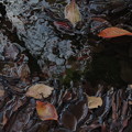 IMG_0808水路の枯葉