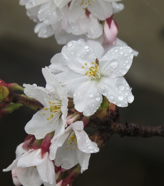 IMG_7336 雨に濡れる桜花