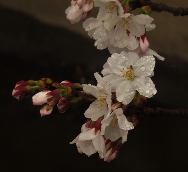 IMG_7338 雨に濡れる桜花