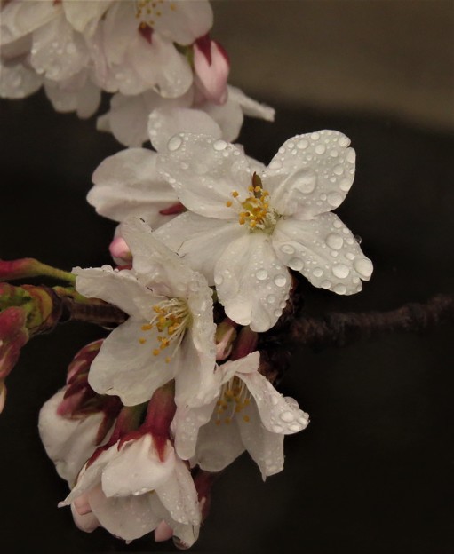 IMG_7340 雨に濡れる桜花