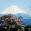 Photos: わに塚の桜と富士山-3