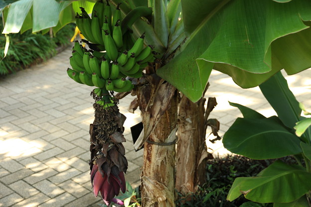 Photos: バナナの花