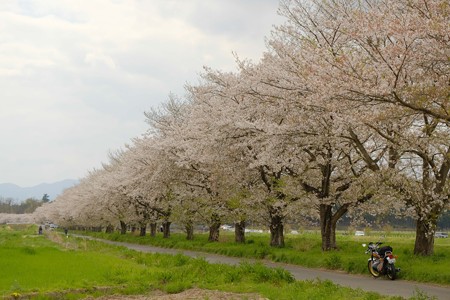 嵐山の桜並木-2279