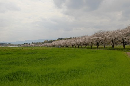 嵐山の桜並木-2280