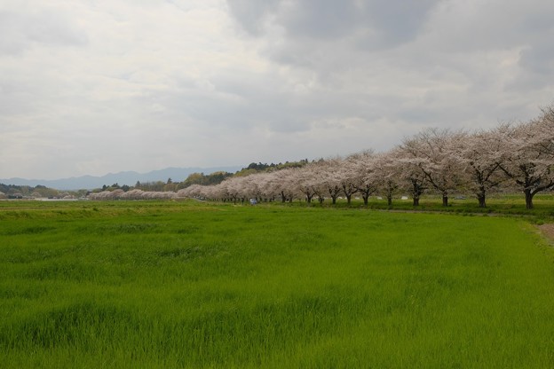 Photos: 嵐山の桜並木-2280