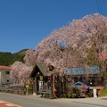 Photos: 人里(へんぼり)のしだれ桜-2298