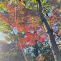 Photos: 小金井公園の紅葉