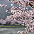 岩国の錦帯橋。。初めて見る錦帯橋の桜