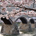 錦帯橋と満開桜。。