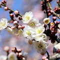 Photos: 梅が咲く