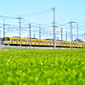 茶畑と黄色い電車