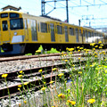 黄色い電車と黄色い花