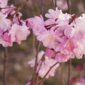 Photos: 紅しだれ桜