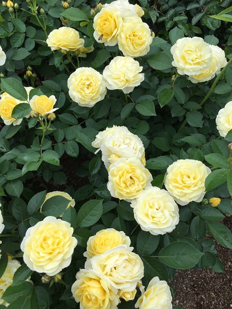 Photos: 花盛りのバラ