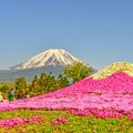 富士には芝桜が良く似合う・・・(*´з`)