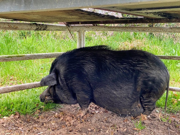 淡路島牧場の黒豚