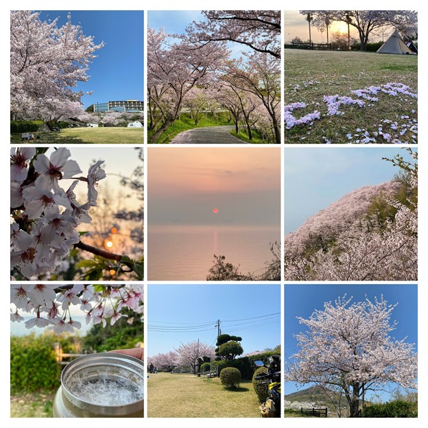 野外活動センタの桜🌸