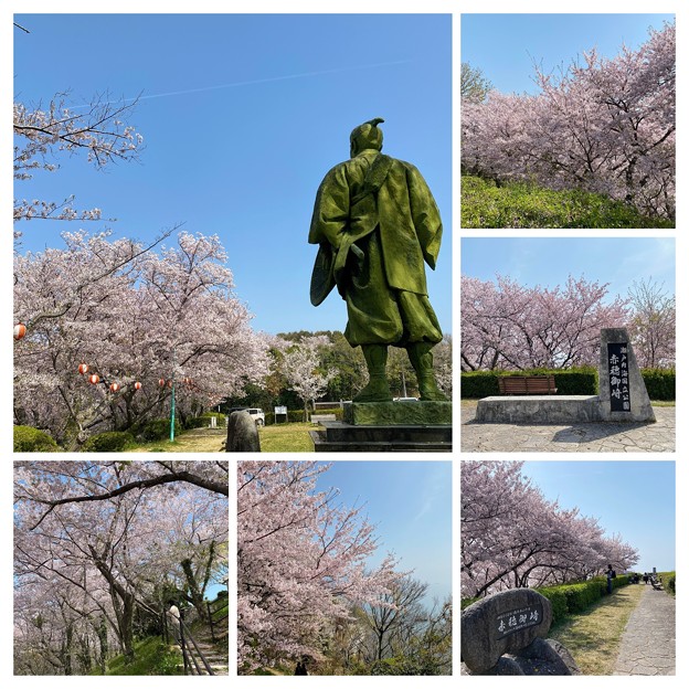 赤穂御崎公園の桜