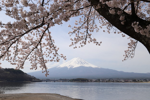 河口湖の桜と富士3