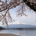 Photos: 河口湖の桜と富士3