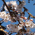 Photos: 2023/03/19（日）・千葉の八千代市にも春が来たよん(#^^#)
